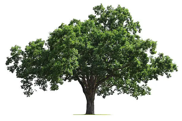 A  mature oak tree isolated on white.To see more isolated trees click on the link below: