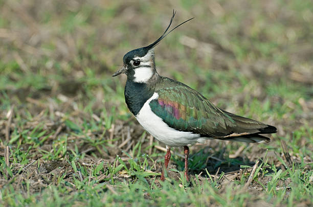 avefr�ía norte (vanellus vanell.) - lapwing fotografías e imágenes de stock