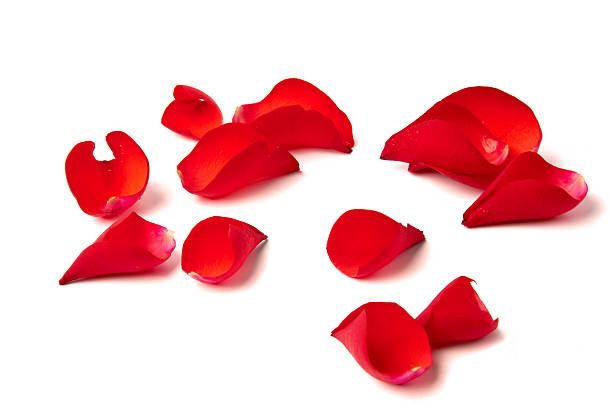 Several red rose petals against white background stock photo