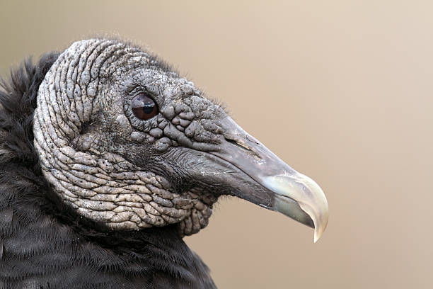 istock Black Vulture of Southern Florida 183807878