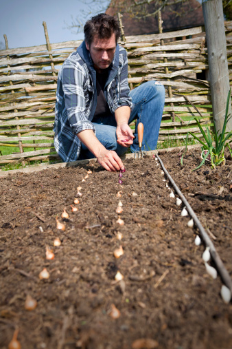 Gardener planting mixed onion sets in a raised bed in a vegetable garden.