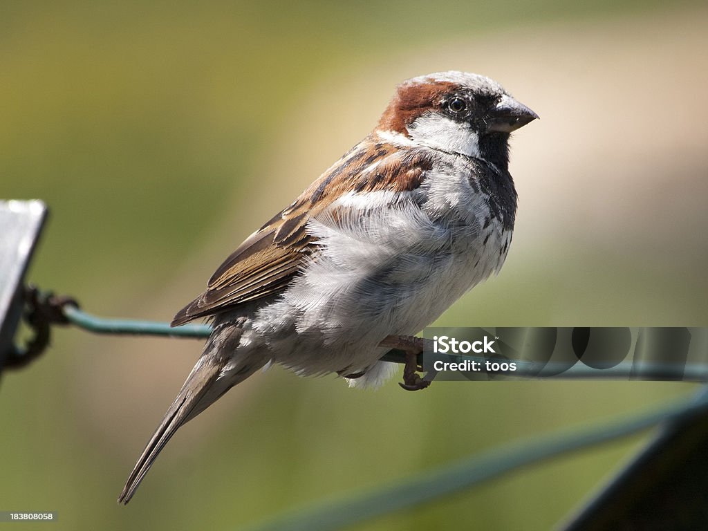 Close-up: Pardal-comum sentado em um fio Cerca - Royalty-free Animal Foto de stock