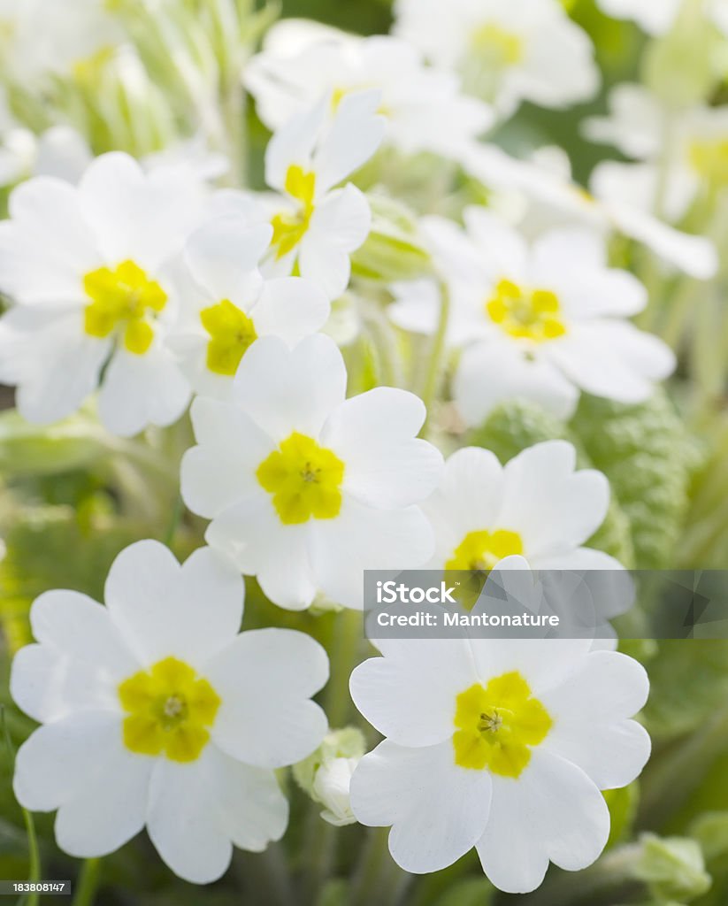 Biały Primrose (Pierwiosnkowate vulgaris - Zbiór zdjęć royalty-free (Bez ludzi)