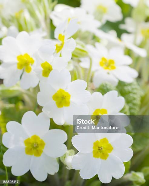 Foto de Branco Primavera Prímula Vulgaris e mais fotos de stock de Amarelo - Amarelo, Beleza natural - Natureza, Branco