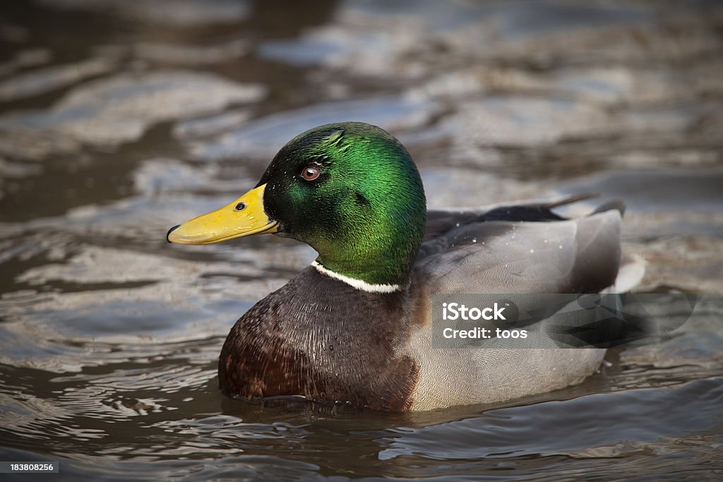 Nahaufnahme von einem männlichen Stockente Schwimmen (XL - Lizenzfrei Einzelnes Tier Stock-Foto