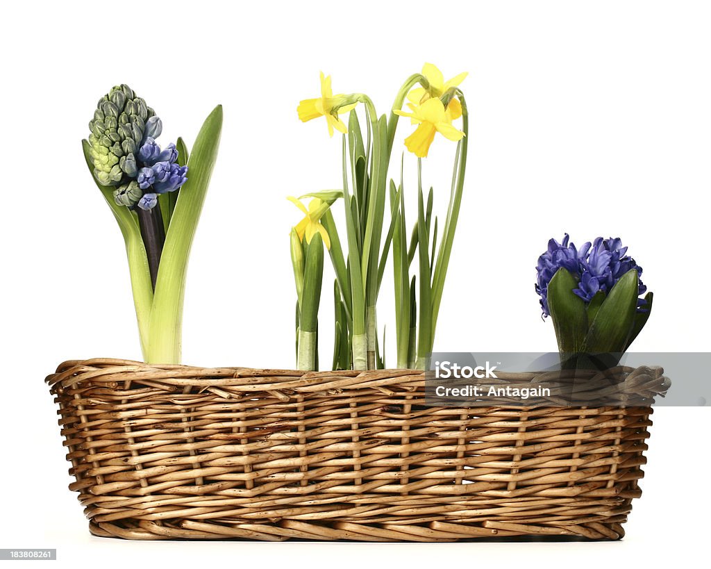 Jonquilles et hyacinths - Photo de Cache-pot libre de droits