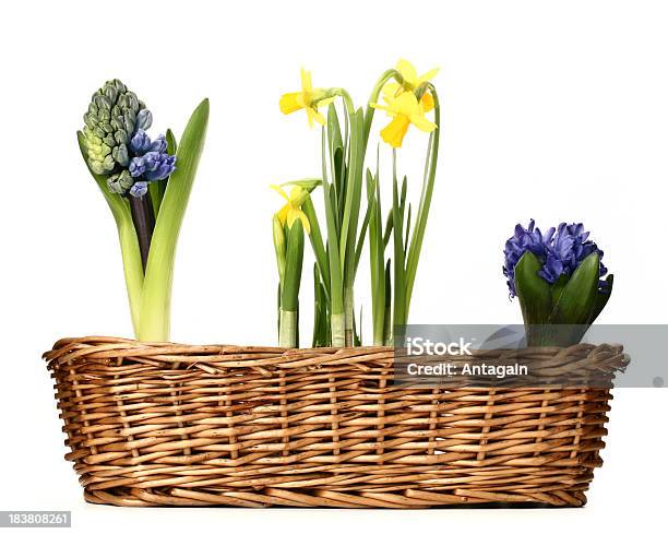 붓꽃 Hyacinths 0명에 대한 스톡 사진 및 기타 이미지 - 0명, 고리 세공, 꽃-식물