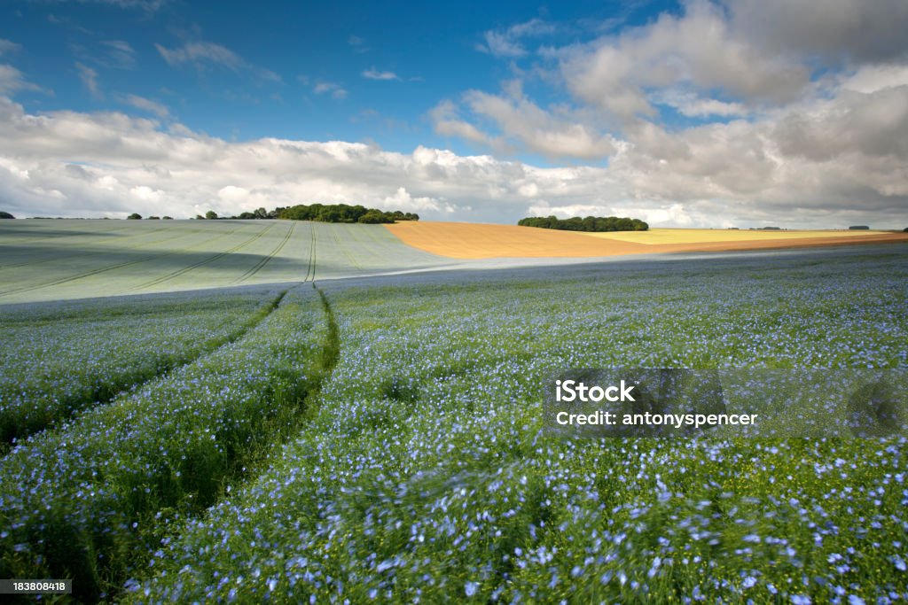 Flaxfield Downland - Стоковые фото Лён роялти-фри