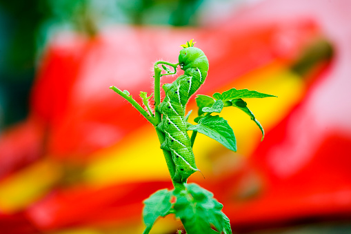 Caterpillar feeding on a young tomato plant