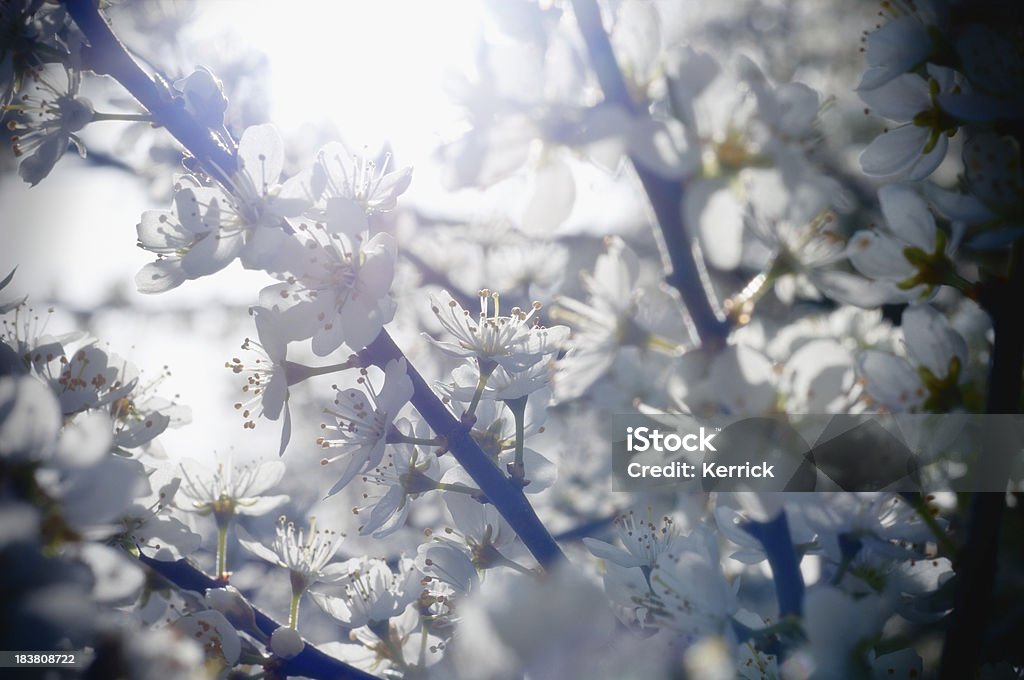 Schlehdorn Blüten - Lizenzfrei Baumblüte Stock-Foto