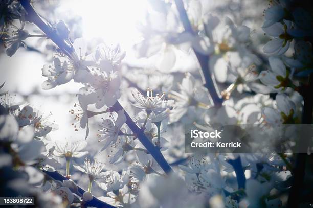 Schlehdorn Blüten Stockfoto und mehr Bilder von Baumblüte - Baumblüte, Blume, Fotografie