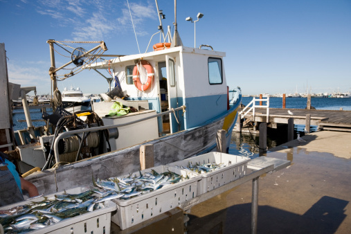 Fresh fish right from the boat. Fishermans Harbour Fremantle.