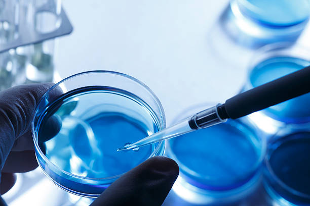 istock Scientist removing a sample out of a petri dish using a pipette 183808822