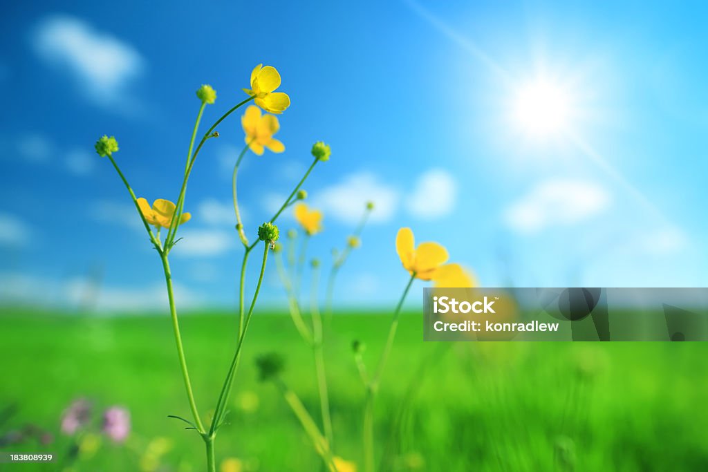 Sping flores-meadow - Foto de stock de Aire libre libre de derechos