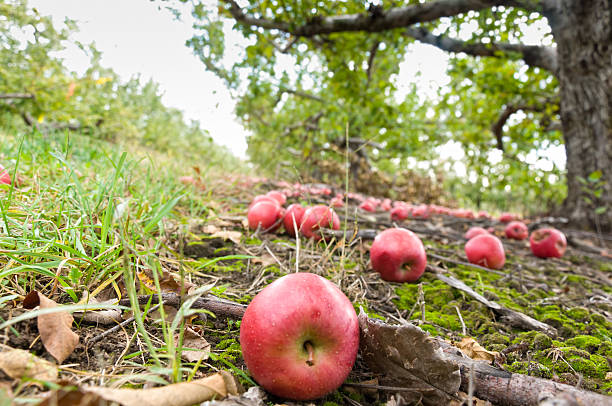 istock Fallen Apples on Ground in Orchard 183809004