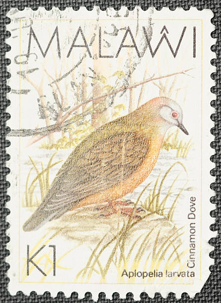 istock Malawi Dove Bird Stamp 183809077
