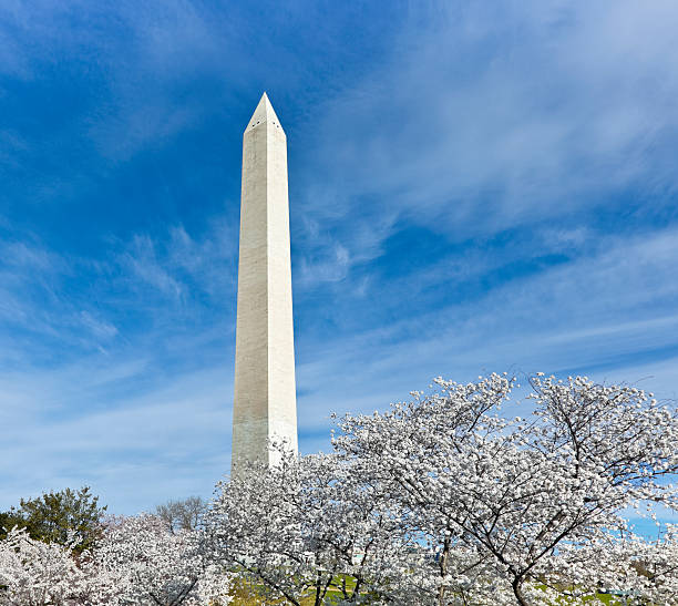 istock Washington Monument Towers Over Cherry Blossoms 183809122