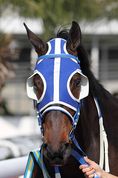 tête de cheval avec blue oeillères - horse horse racing animal head horseracing track photos et images de collection