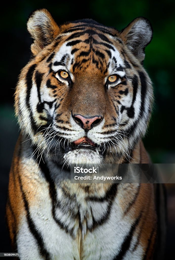 Schöne männliche Tiger - Lizenzfrei Abenddämmerung Stock-Foto