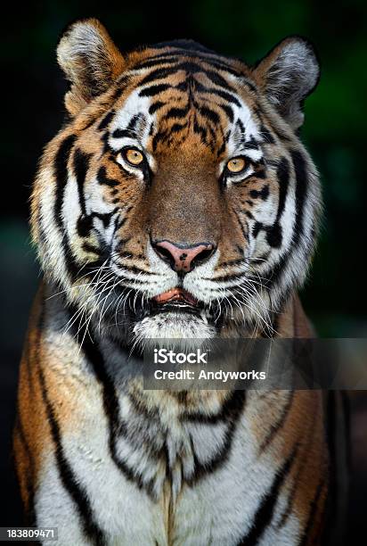Schöne Männliche Tiger Stockfoto und mehr Bilder von Abenddämmerung - Abenddämmerung, Dunkel, Einzelnes Tier