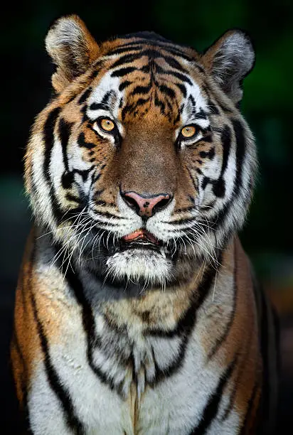 Beautiful male tiger in the evening.