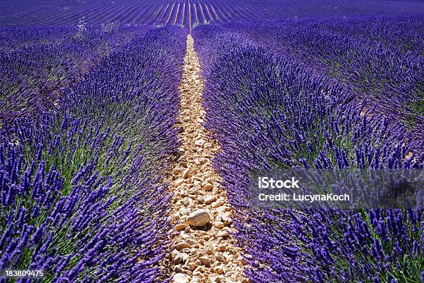 Big Lavendelfeld In Der Provence Stockfoto und mehr Bilder von Agrarbetrieb - Agrarbetrieb, Blume, Bunt - Farbton