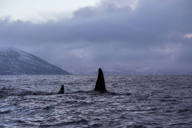 istock Orca (killer whale) swimming in the cold waters on Tromso, Norway. 1838097889