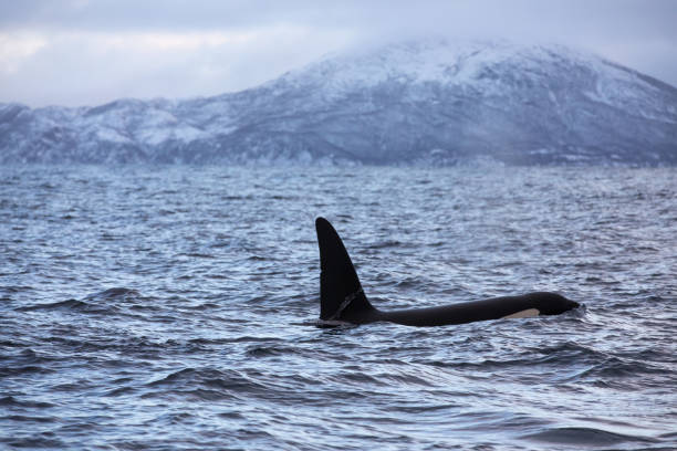 istock Orca (killer whale) swimming in the cold waters on Tromso, Norway. 1838097894