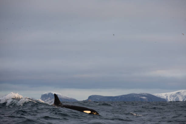 istock Orca (killer whale) swimming in the cold waters on Tromso, Norway. 1838097915