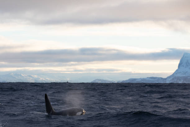 istock Orca (killer whale) swimming in the cold waters on Tromso, Norway. 1838098399