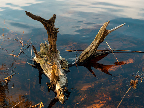 Wooden snag in the river, near the shore