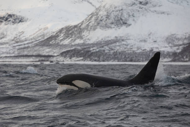 istock Orca (killer whale) swimming in the cold waters on Tromso, Norway. 1838098446