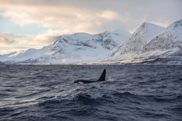 istock Orca (killer whale) swimming in the cold waters on Tromso, Norway. 1838098459