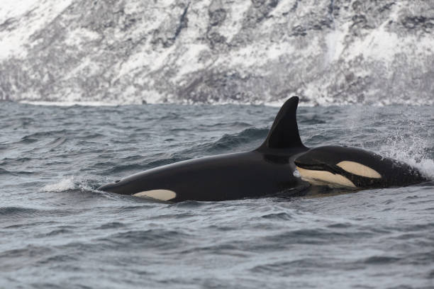 istock Orca (killer whale) swimming in the cold waters on Tromso, Norway. 1838098869