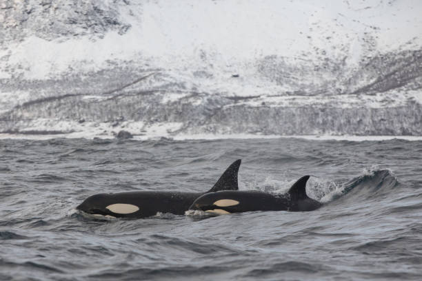 istock Orca (killer whale) swimming in the cold waters on Tromso, Norway. 1838098970