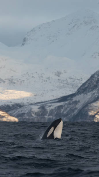 istock Orca (killer whale) swimming in the cold waters on Tromso, Norway. 1838098986