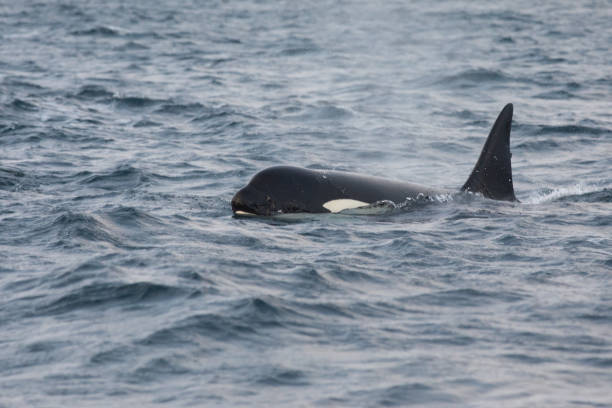 istock Orca (killer whale) swimming in the cold waters on Tromso, Norway. 1838098994
