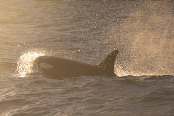 istock Orca (killer whale) swimming in the cold waters on Tromso, Norway. 1838098996