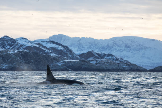 istock Orca (killer whale) swimming in the cold waters on Tromso, Norway. 1838099506