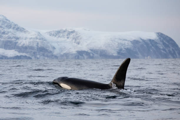 istock Orca (killer whale) swimming in the cold waters on Tromso, Norway. 1838099518