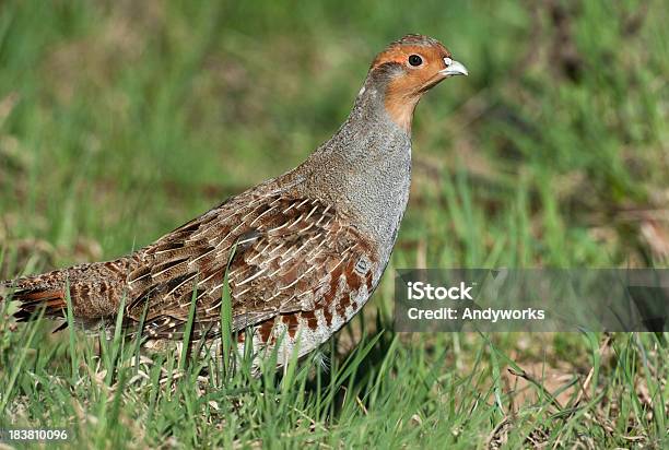 Foto de Masculino Perdizcinzenta Perdix Perd e mais fotos de stock de Perdiz - Perdiz, Perdiz-cinzenta, Animais Machos