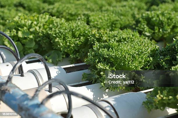 Idroponica Verdura - Fotografie stock e altre immagini di Agricoltura - Agricoltura, Aiuola, Alimentazione sana