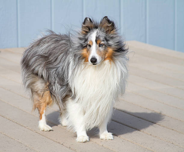 Blue Merle dog. Blue merle shetland sheepdog standing on porch with blue blackground. sheltie blue merle stock pictures, royalty-free photos & images