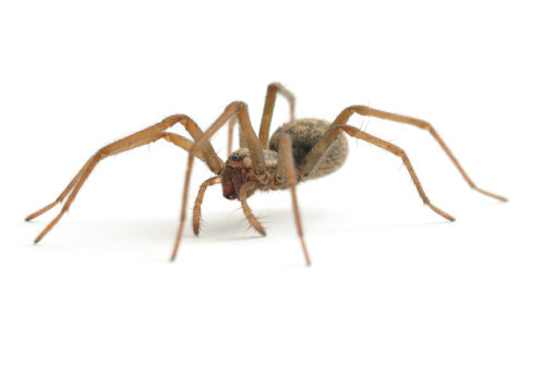 Potentially dangerous Australian White-tailed Spider