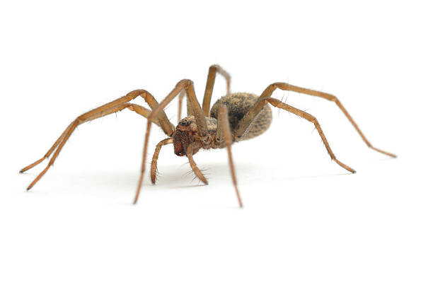 House Spider walking A low level shot of a female house spider(Tegenaria domestica) isolated on a white background. spider photos stock pictures, royalty-free photos & images