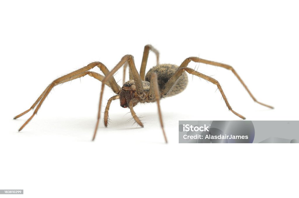 Achaearanea Tepidariorum caminhada - Foto de stock de Aranha - Aracnídeo royalty-free