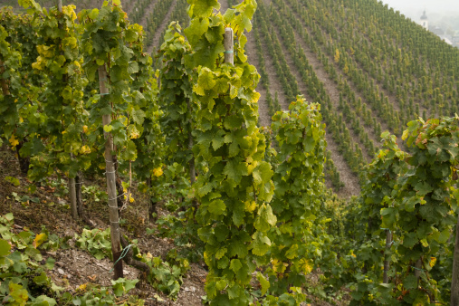 Wineyard at Moselle valley