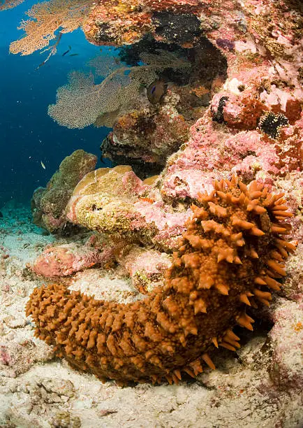 closeup of sea cucumber while it tries to climb and overhang underwater