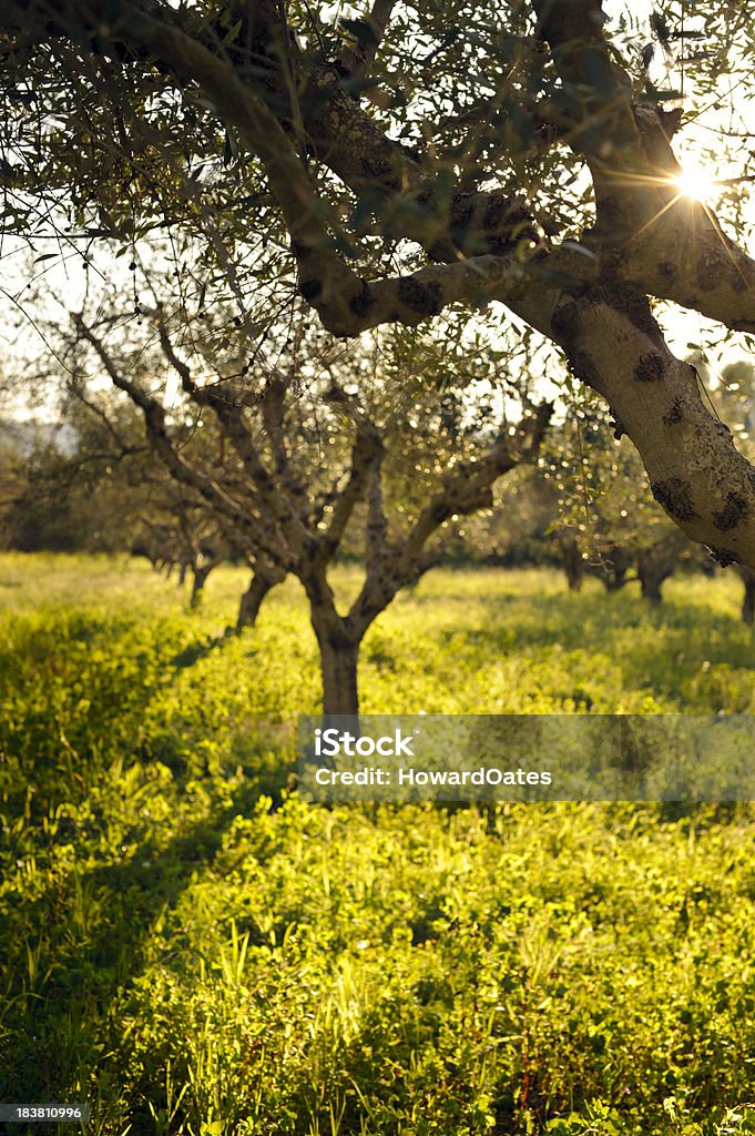 Olive Grove au printemps - Photo de Agriculture libre de droits