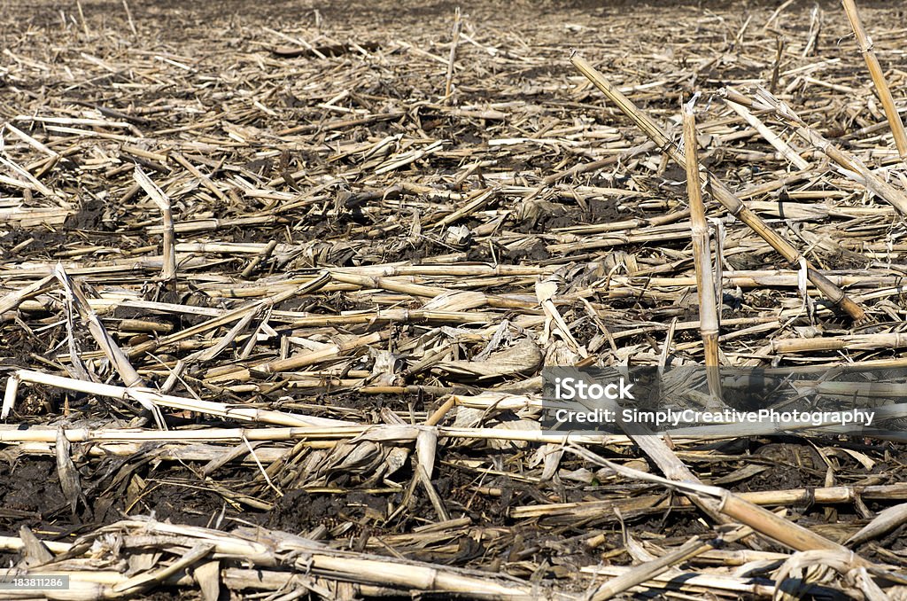 Mais di campo in primavera - Foto stock royalty-free di Agricoltura